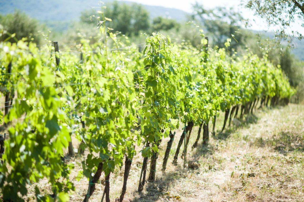 Ancora Del Chianti Acomodação com café da manhã Greve in Chianti Exterior foto